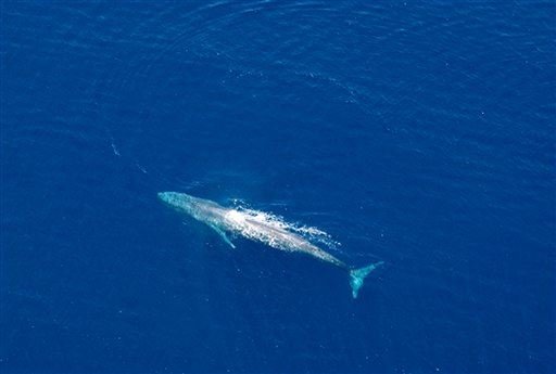 There's a Simple Reason Blue Whales Got So Huge