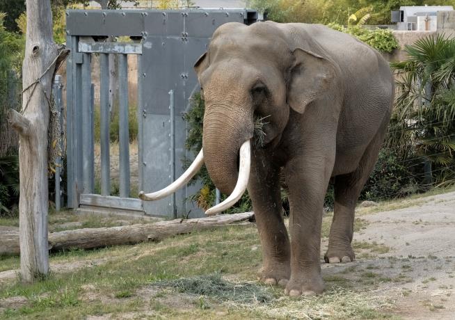 Court Overturns Order Meant to Protect LA Zoo Elephants