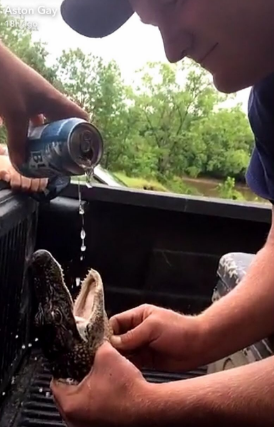 2 Arrested for Trying to Force Baby Alligator to Drink Beer