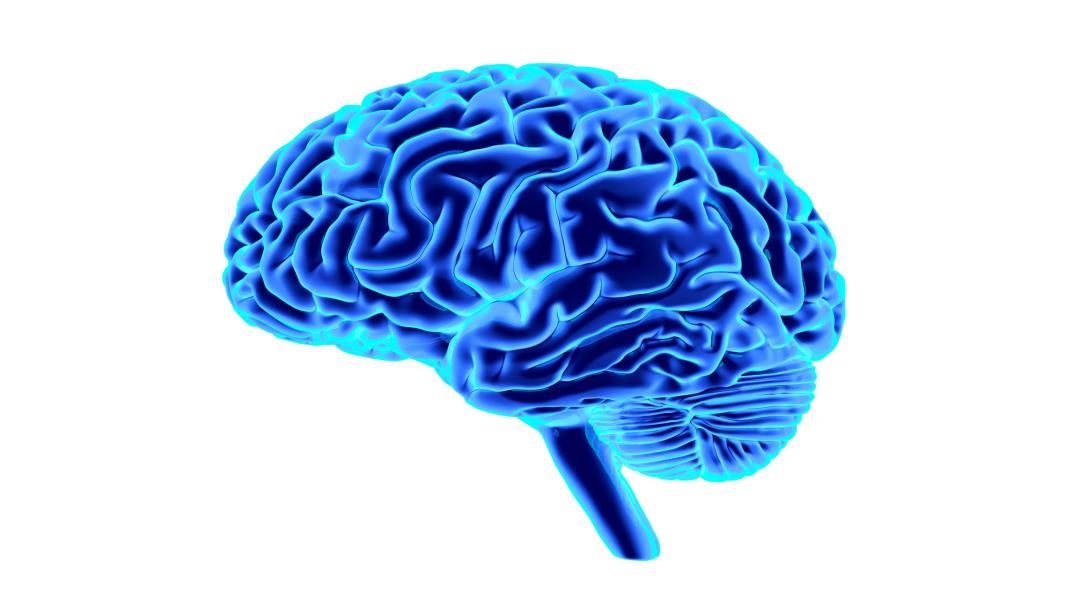 7 3 brain. Изолированный мозг. Мозг 3д иллюстрация. Электромозг 3d.