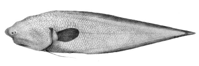 Faceless Fish First Seen a Century Ago Dredged Up Again