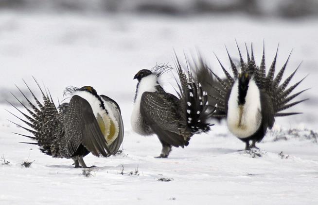 Trump Admin Sets Sights on Protections for Sage Grouse