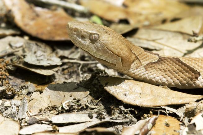 14-Year-Old in Texas Shot to Death by Twin Aiming for Snake