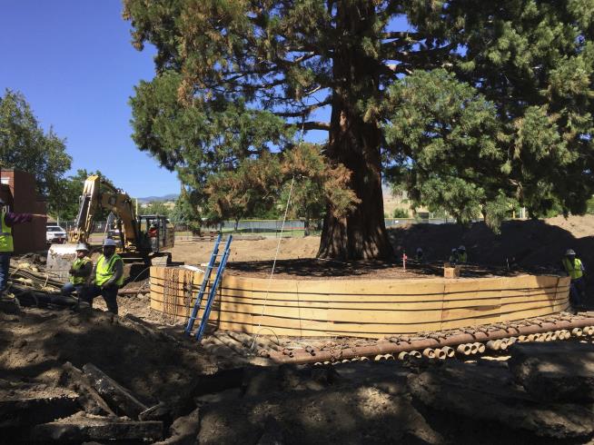 Idaho Is Moving 98-Foot Sequoia 2 Blocks Away