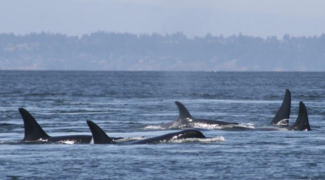 Orcas' Failed Pregnancies Linked to Dwindling Food