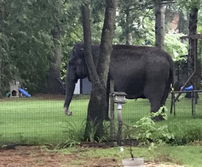 Escaped Elephant Strolls Through Neighborhood