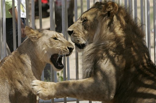 Hamas Frees Kidnapped Lioness