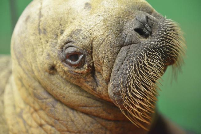 CDC Advises Against Eating Rare Walrus