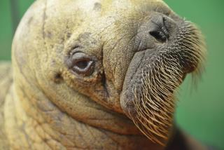 CDC Advises Against Eating Rare Walrus