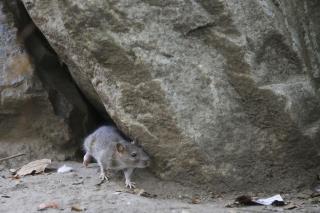 NYC Spending $32M to Fight Rats