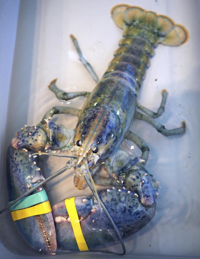 Guy Catches Rare Blue Lobster