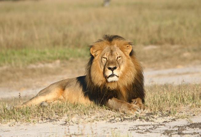 Hunter Kills Son of Cecil the Lion