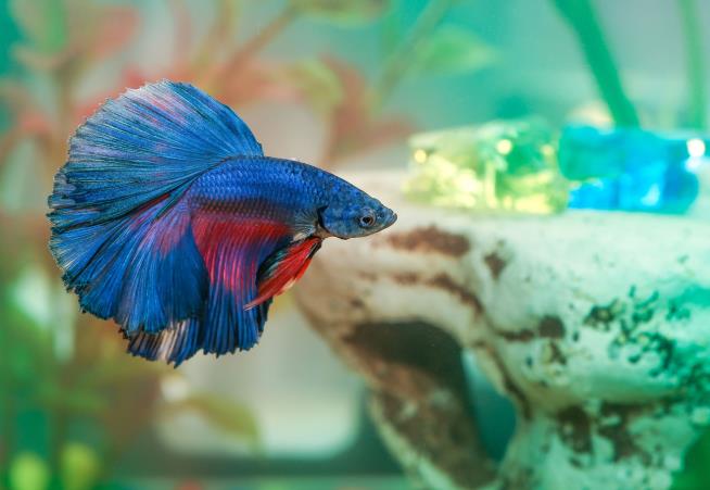 Man Who Sliced Pet Fish in Half Gets 120 Days in Prison