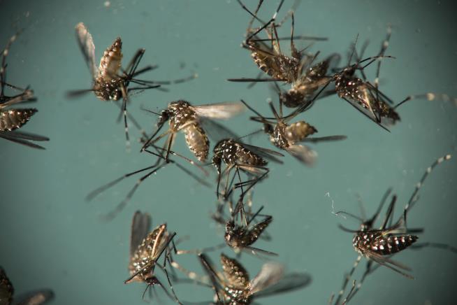 Mosquito-Transmitted Zika Case Reported in Texas