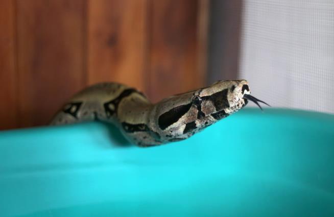 911 Call: 'I Have a Boa Constrictor Stuck to My Face'
