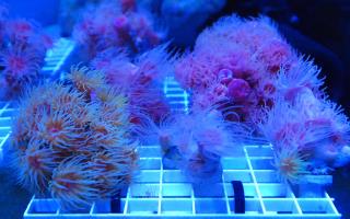 The Dark Side of Gorgeous Homegrown Coral Reefs