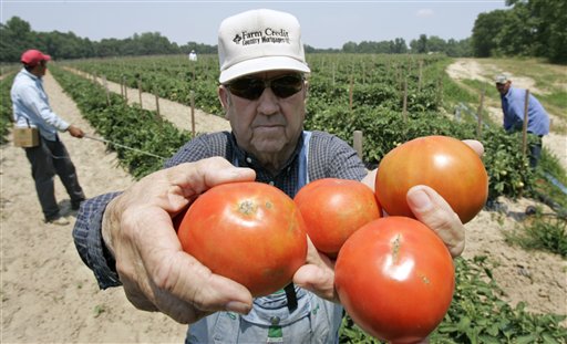 Tomato Salmonella Cases Rise to 383 in 30 States