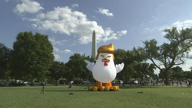 Inflatable Trump Chicken Appears Next to White House