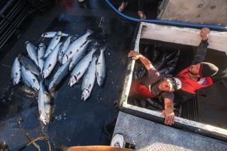 Washington State to Fishermen: Help Us Clean Up Salmon Spill