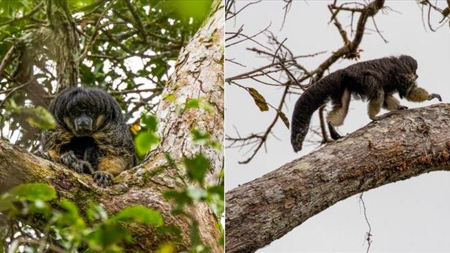 Rare 'Flying' Monkey Spotted for First Time in 80 Years