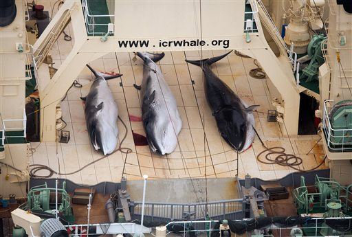 Anti-Whaling Group Throws in Towel Against Japan—for Now