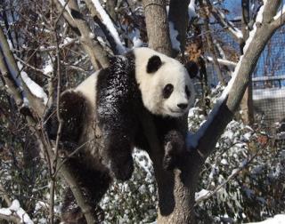 National Zoo's Panda Preggers?