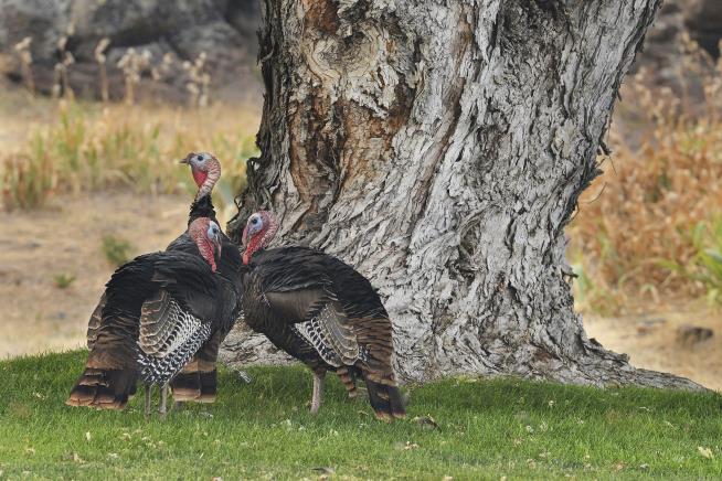 Oregon Town to State: Save Us From the Turkeys