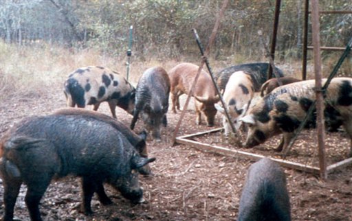 Hunters Battle Invasion of Hungry Hogs