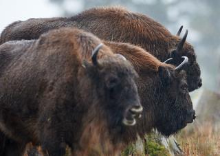 First Wild Bison in 250 Years Is Shot in Germany