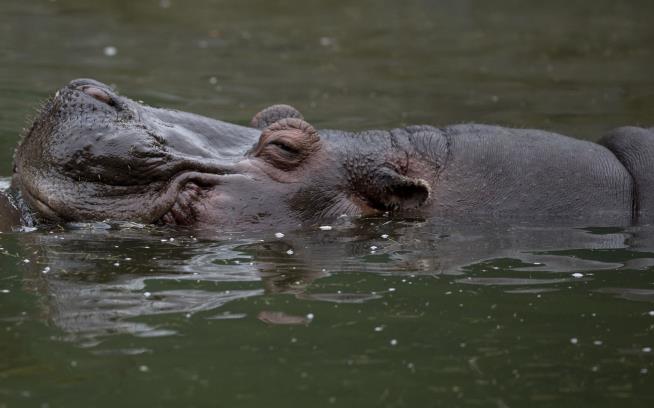 Anthrax Eyed in Deaths of 109 Hippos