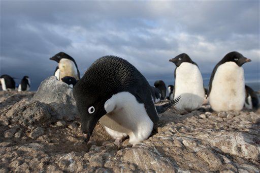 In Colony Where 36K Penguins Mated, Just 2 Chicks Survived