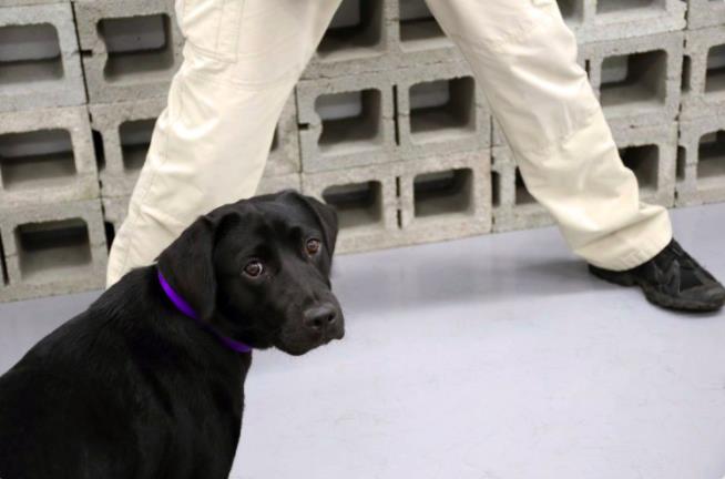 Bomb-Sniffing Dog Hates CIA Job, Opts for Early Retirement