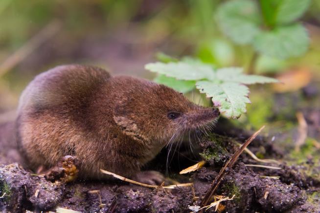 Study Finds Shrews Have Bizarre Undiscovered Ability