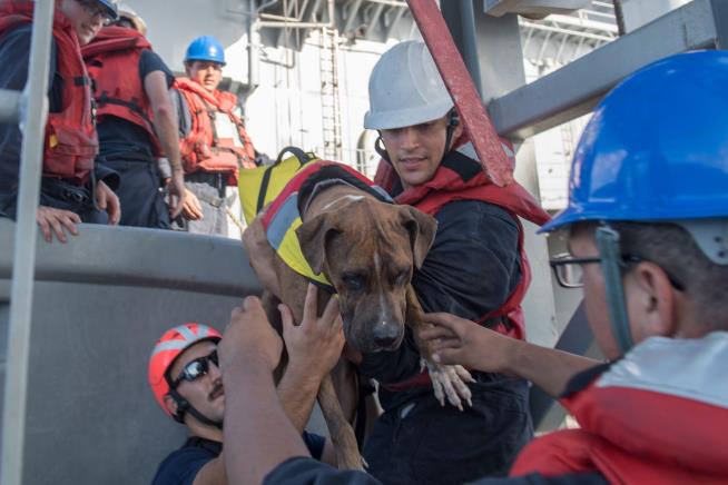 2 Americans and Their Dogs Rescued After 5 Months at Sea