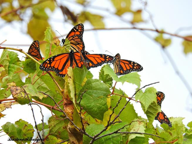 Misplaced Monarchs: Clusters of Butterflies Stuck Up North