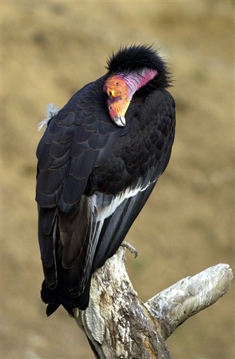 Condors Pulled From Calif. Fires