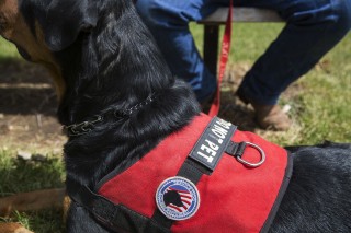 service dog vest do not pet
