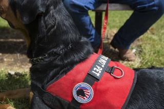 custom made veteran service dog vests