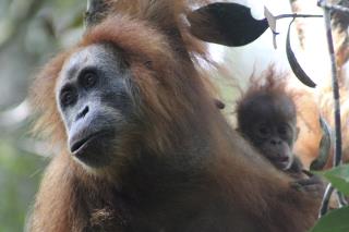 Frizzy-Haired Orangutan May Be New Great Ape