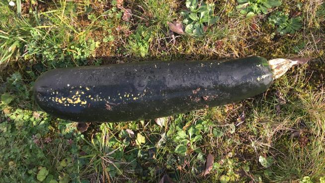 Fears Squashed: Zucchini Mistaken for WWII Bomb