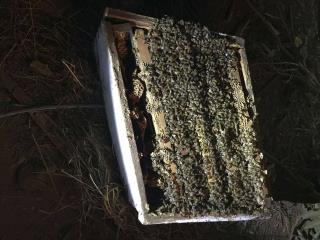Truck Carrying Millions of Dollars in Millions of Bees Crashes