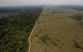 Brazil Begins 'World's Largest Tropical Reforestation' Effort