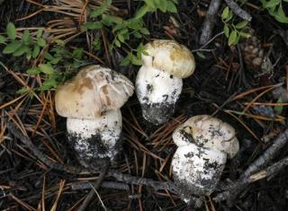 Porcini Mushrooms May Help Keep You Young