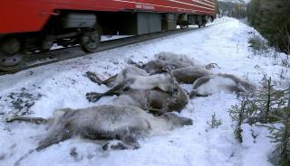 Norway's Spate of Reindeer Killings Called 'Unprecedented'