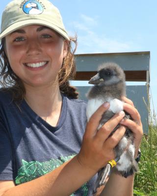 Maine Puffins Have Historic Mating Season