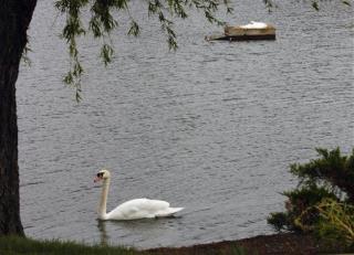 Woman Sues After Swan Attack Led to Husband's Death