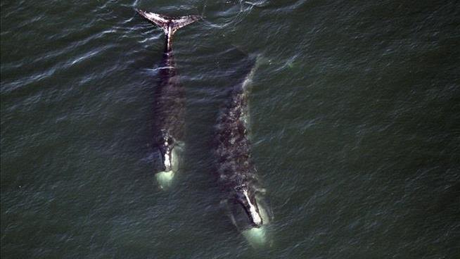 Officials Fear Whale Facing Extinction