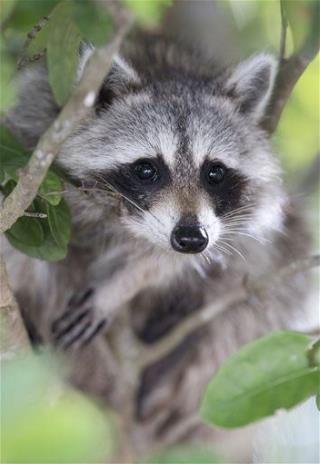 Donors Help Out Family of Infant Attacked by Raccoon