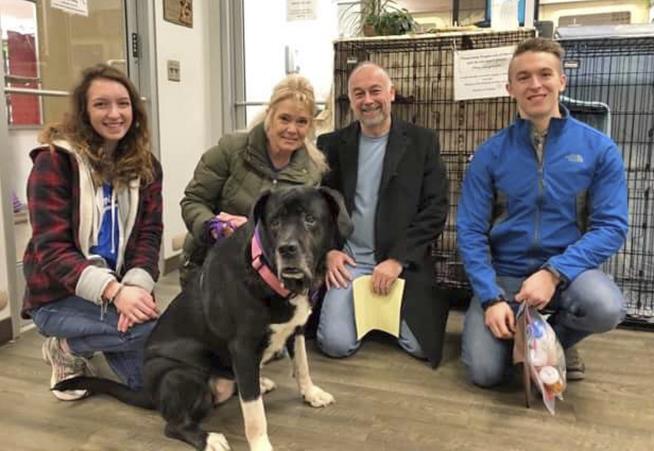Mastiff Mix Gets a Home After 445 Days in Shelter
