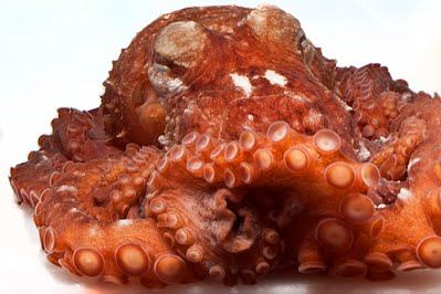 This Sneaky Octopus Species Has Avoided Detection, Til Now